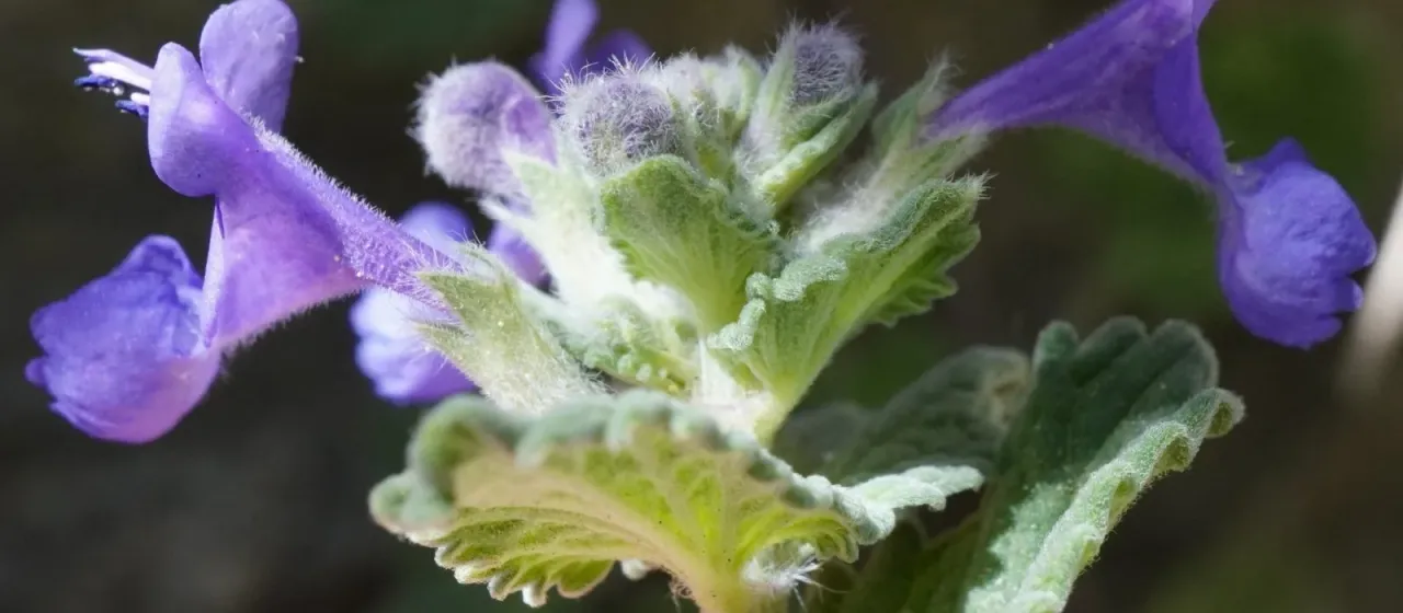 Raceme catnip