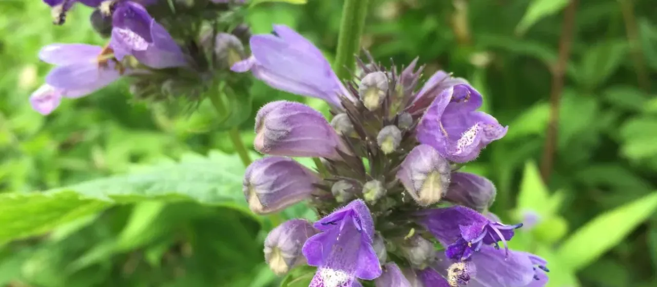 Nepeta subsessilis
