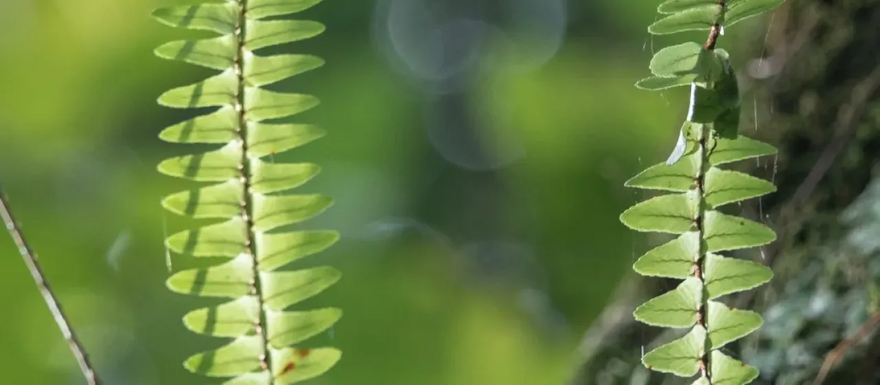 Tuberous sword fern