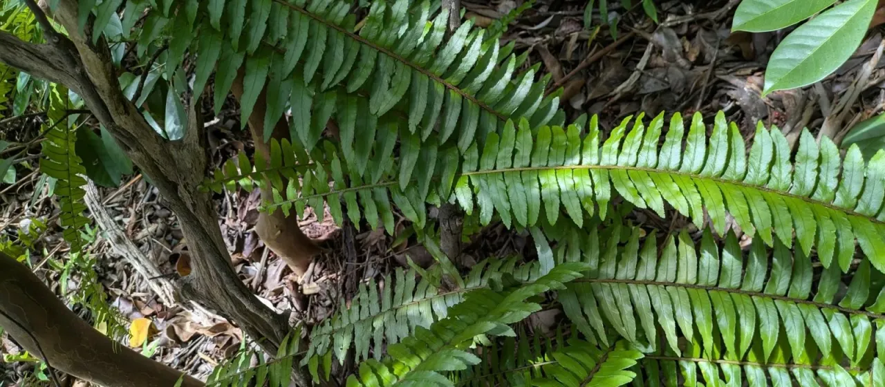 Boston fern