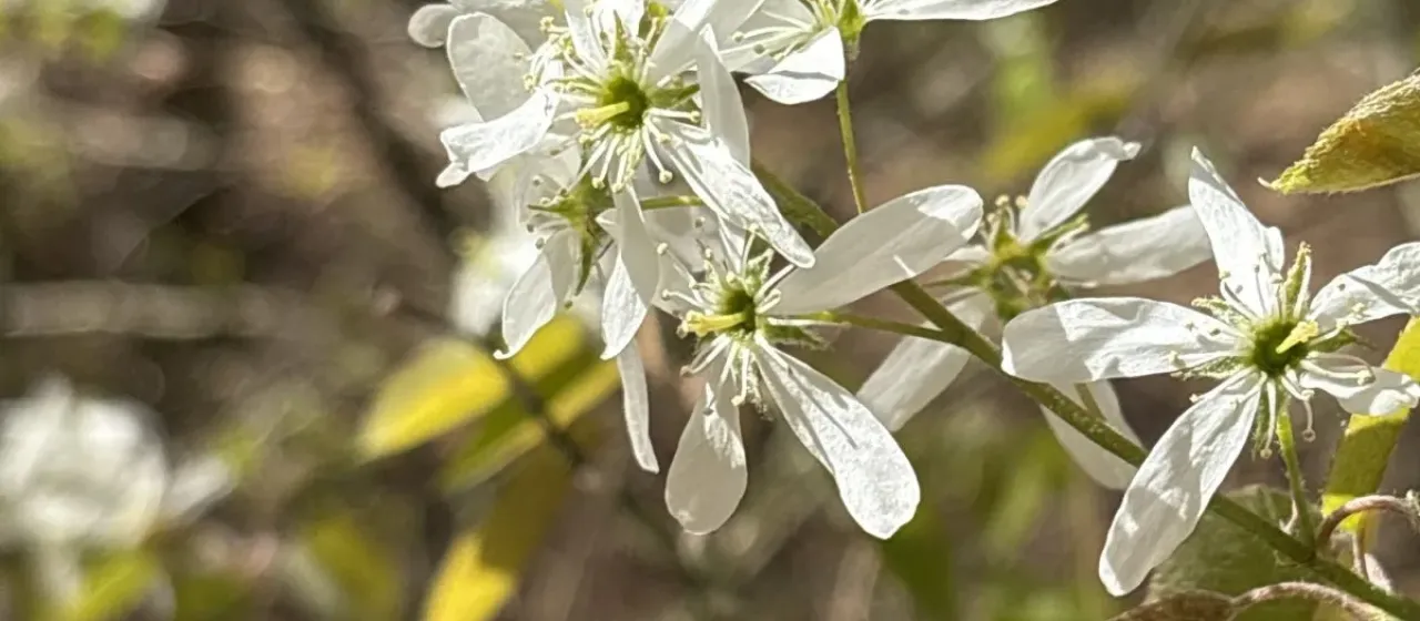 Snowy mespilus