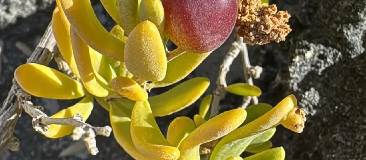 Nitraria L.