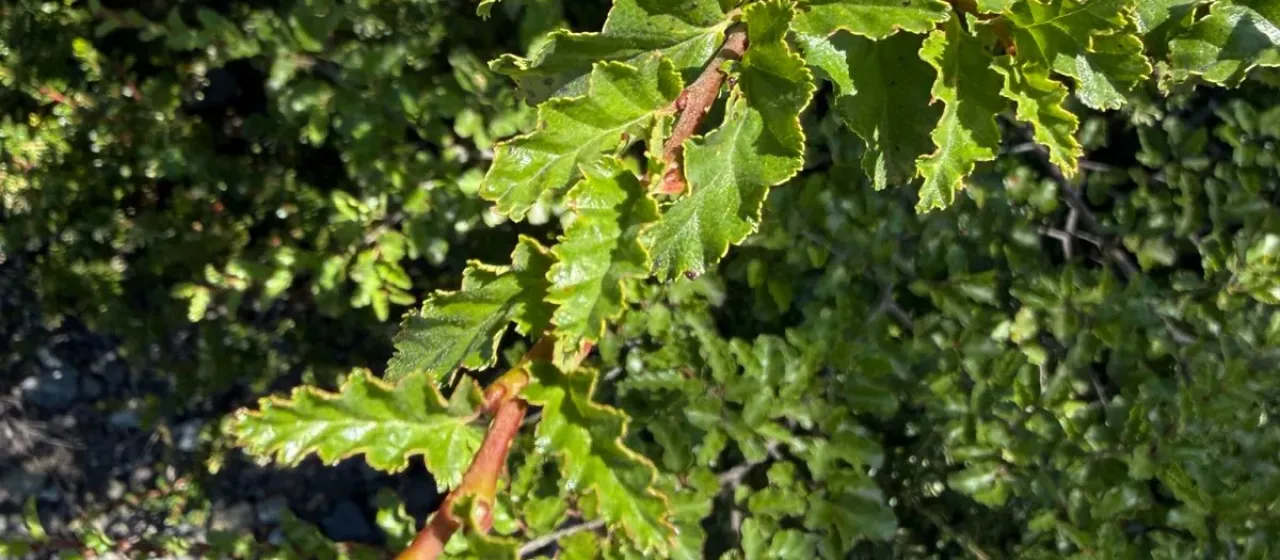 Antarctic beech