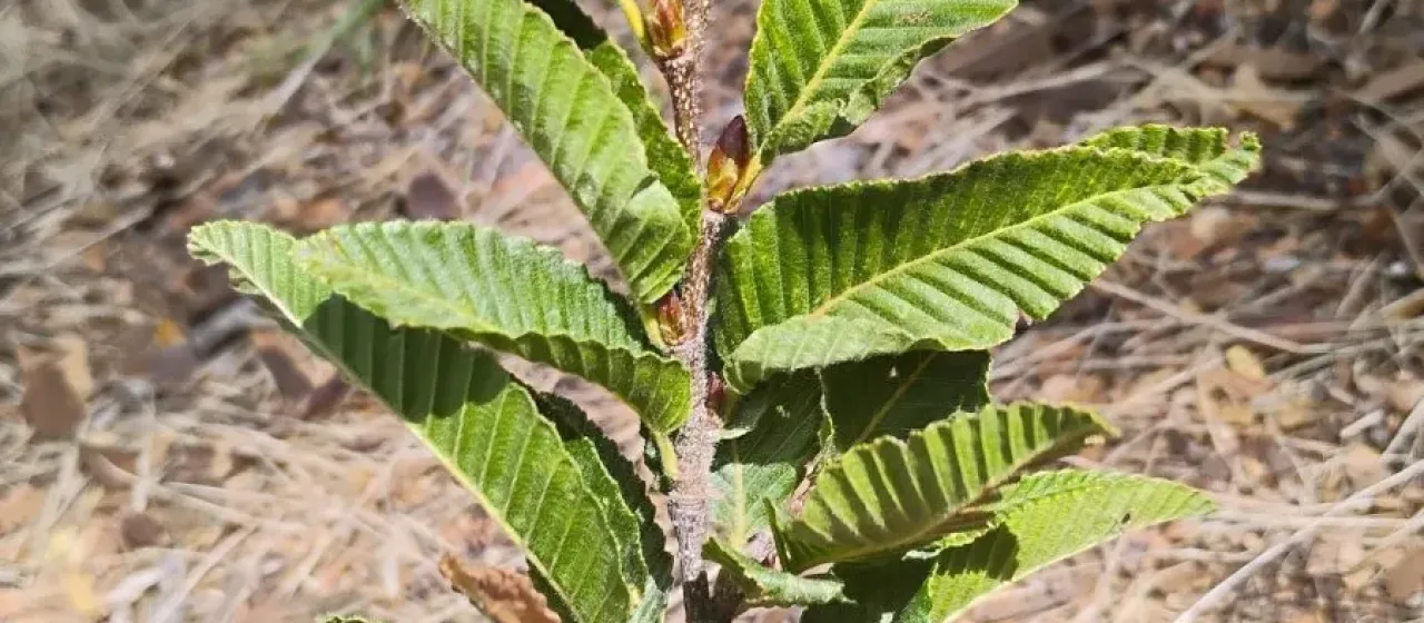 Rauli beech