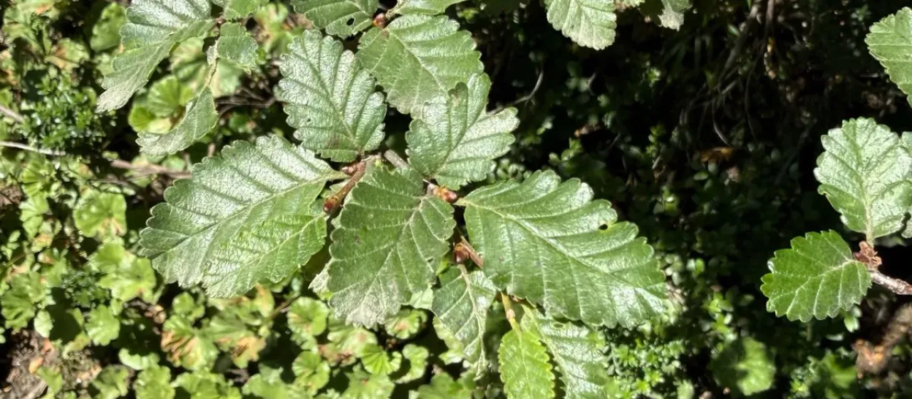 Nothofagus pumilio