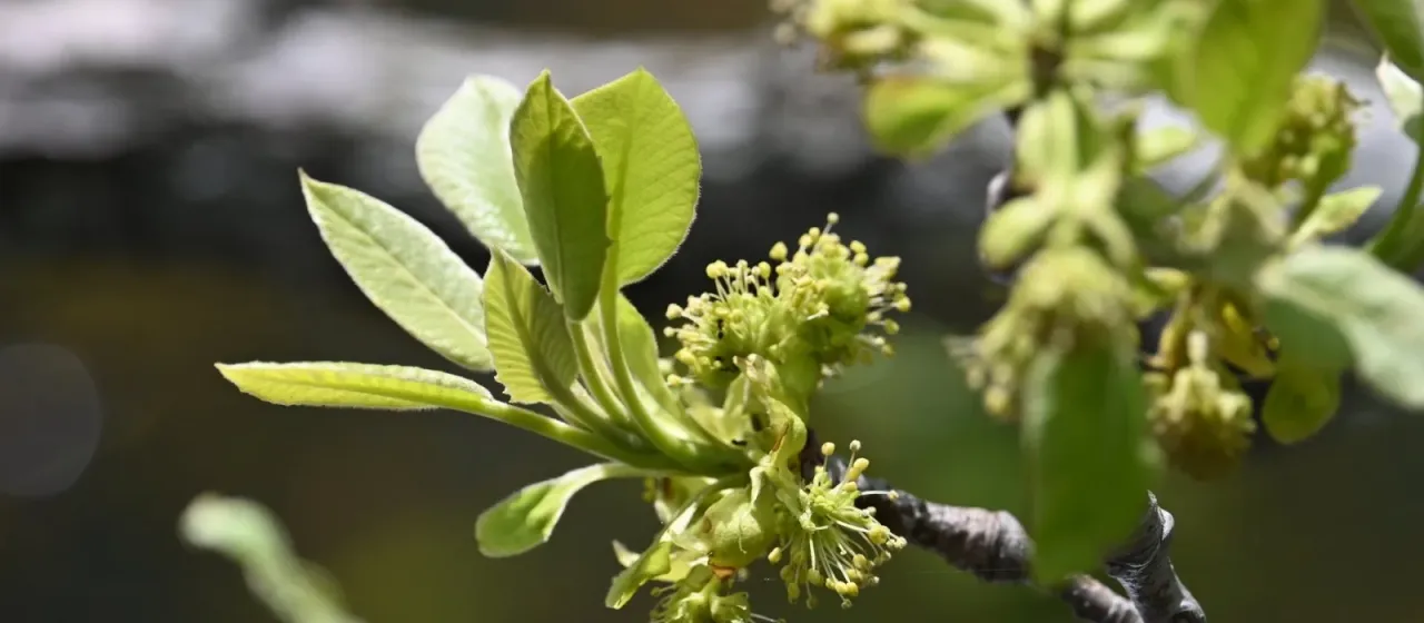 Нисса водная