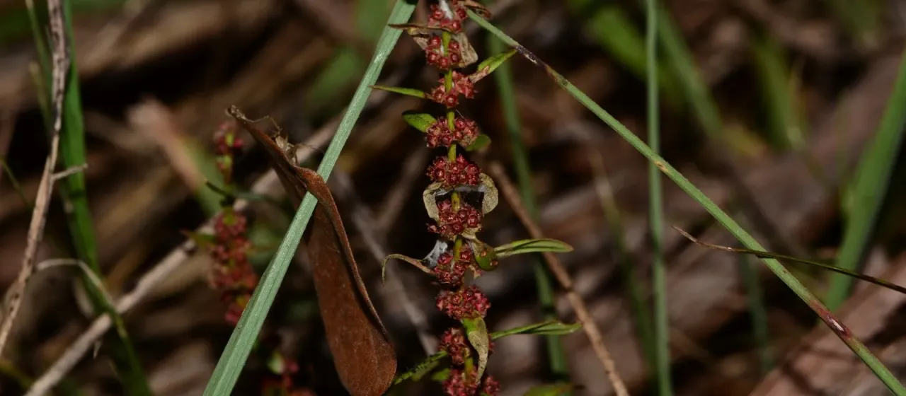 Ammannia baccifera