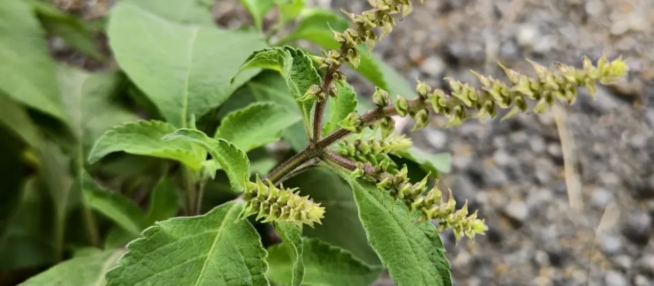 Ocimum