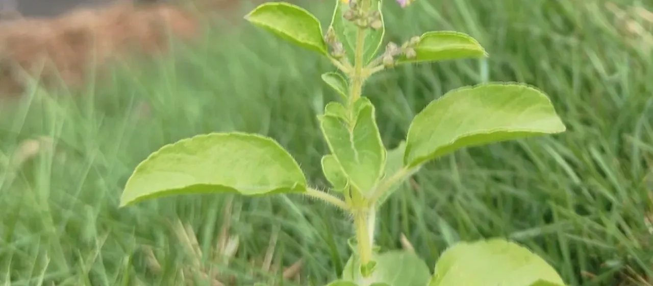 Holy basil