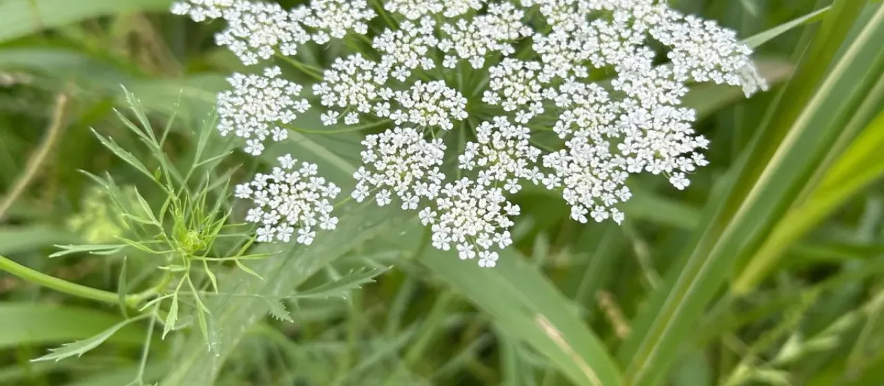 Bishop's weed
