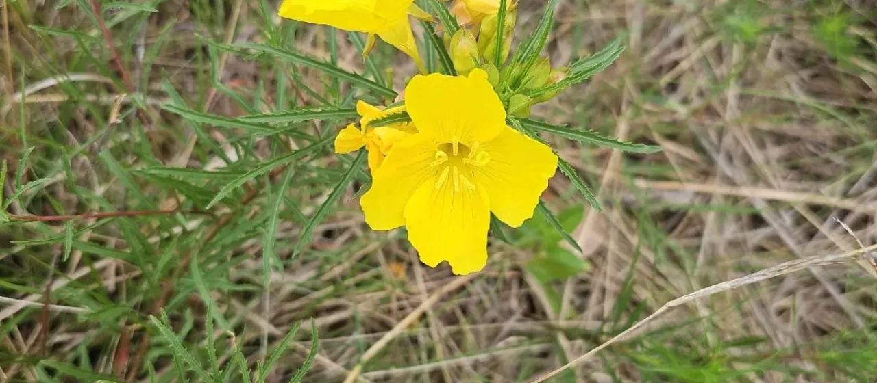 Threadleaf evening primrose
