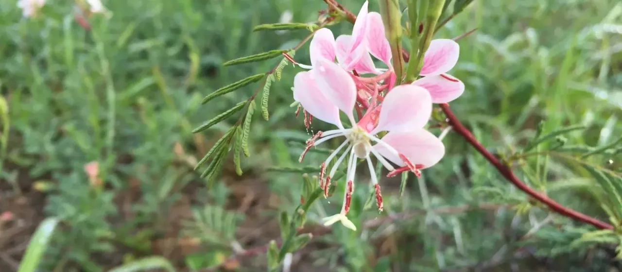 Oenothera