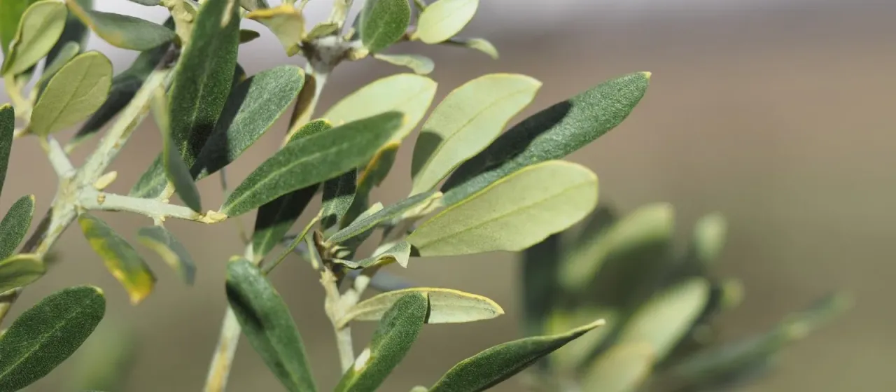 Olive tree