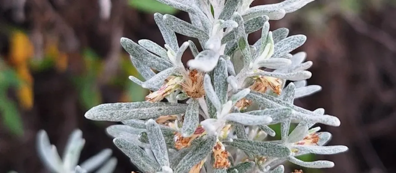 Coastal daisy bush