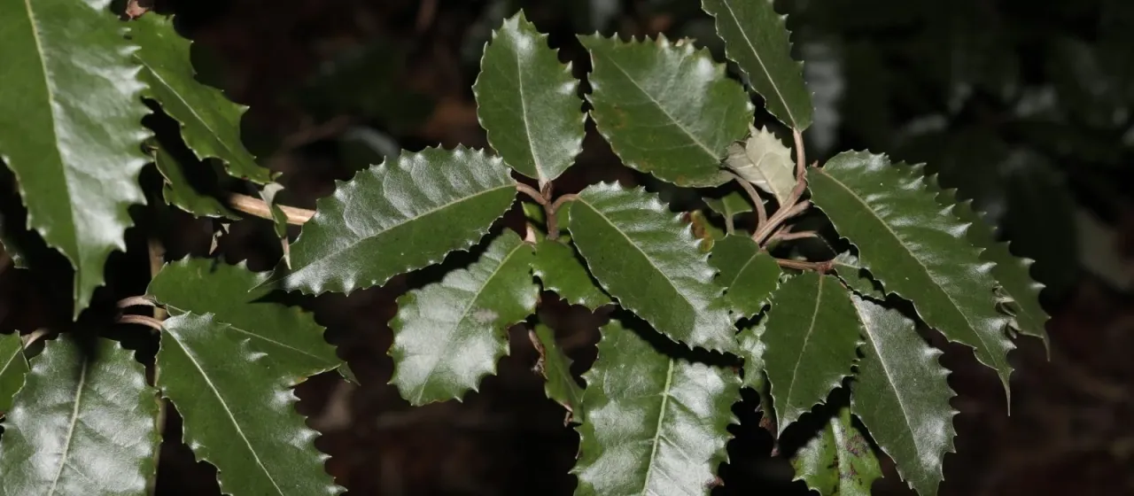 Olearia macrodonta