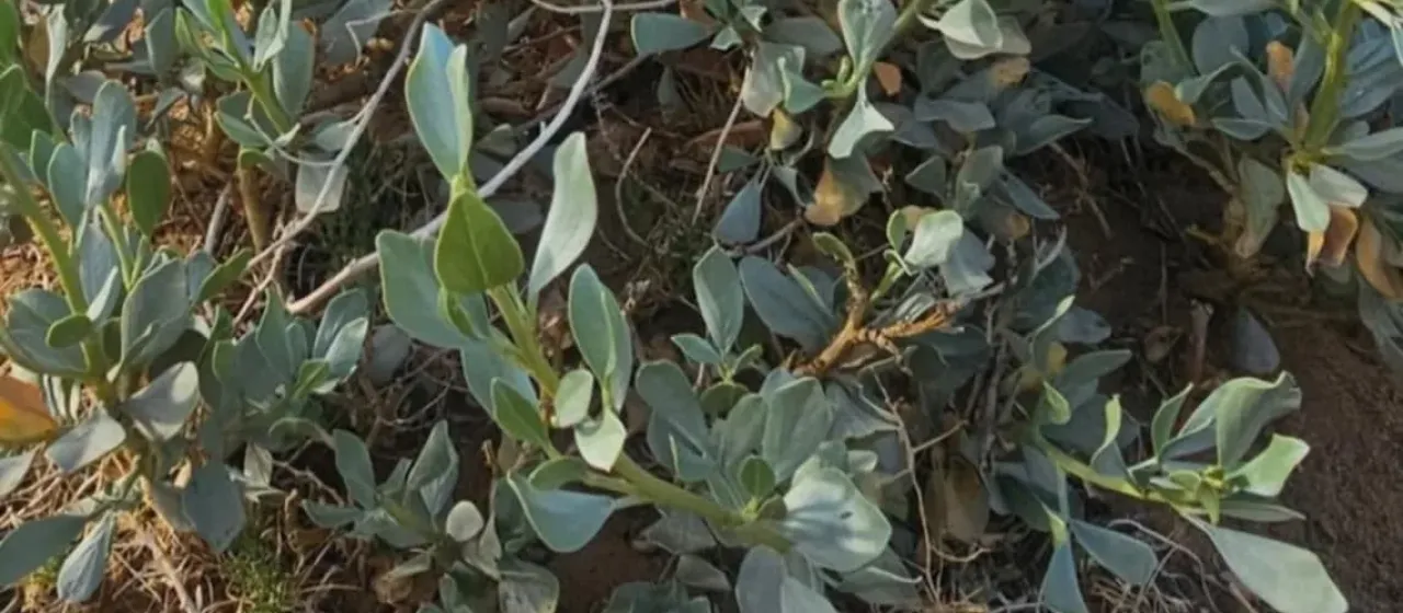 Ammopiptanthus S. H. Cheng