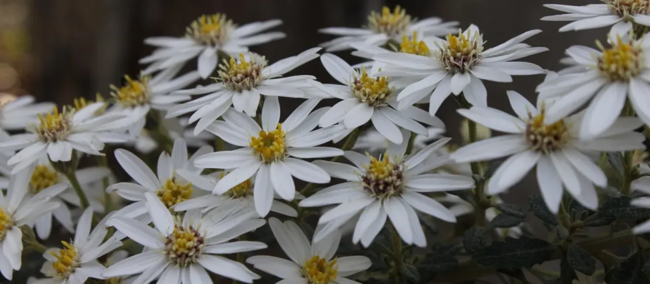 Tasmanian daisybush