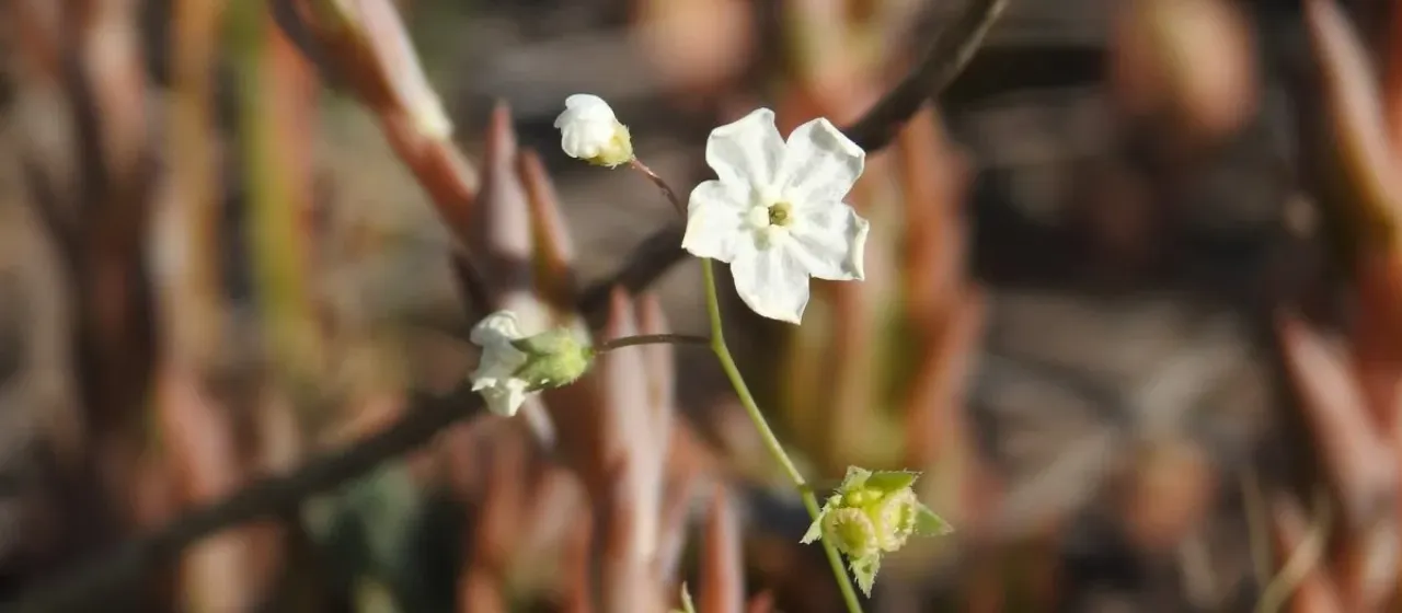 Venus navelwort