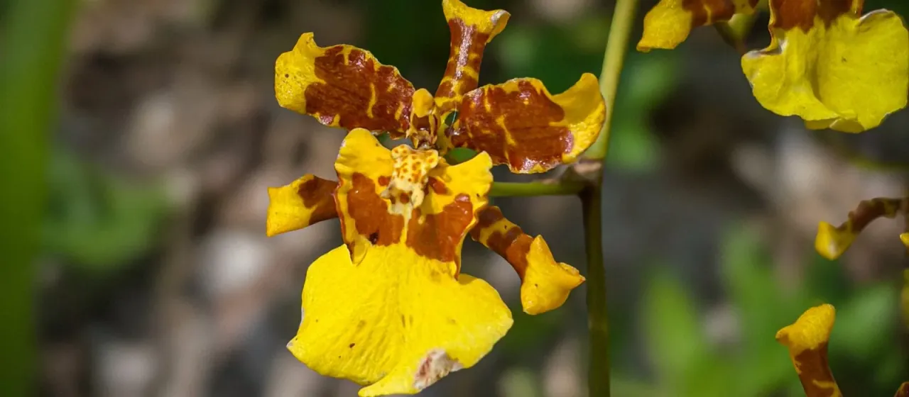 Oncidium sphacelatum