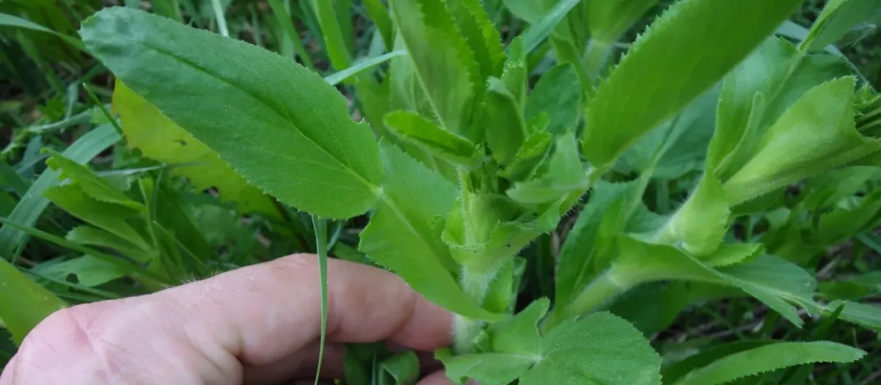 Restharrow