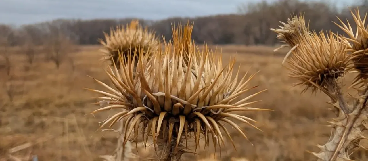 Cotton thistle