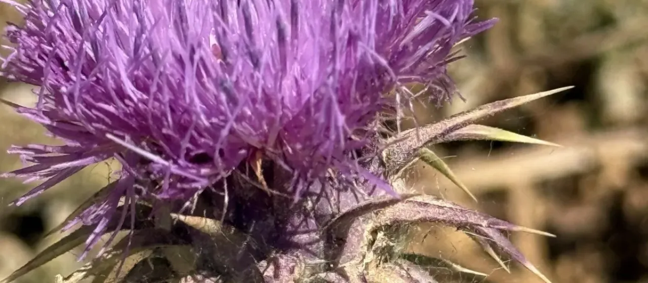 Tauric cotton thistle