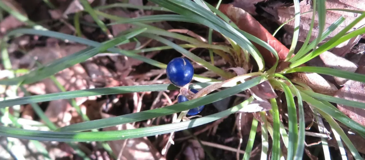 Ophiopogon