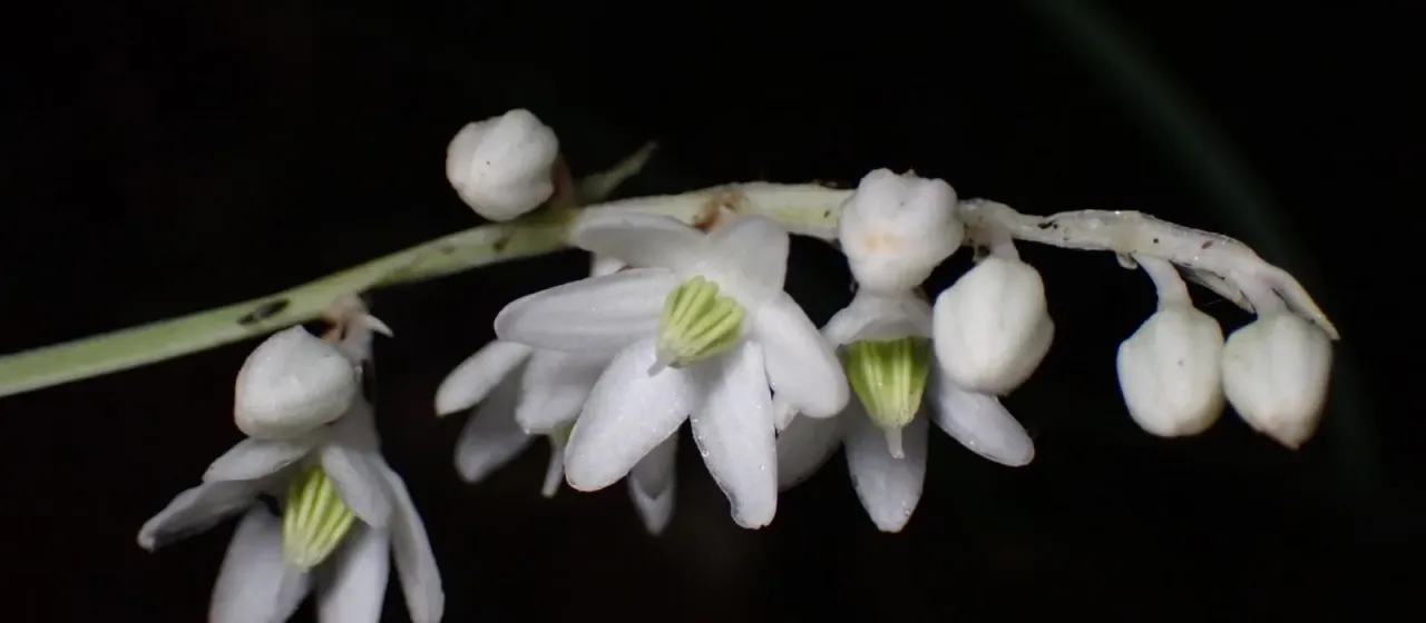Ophiopogon intermedius