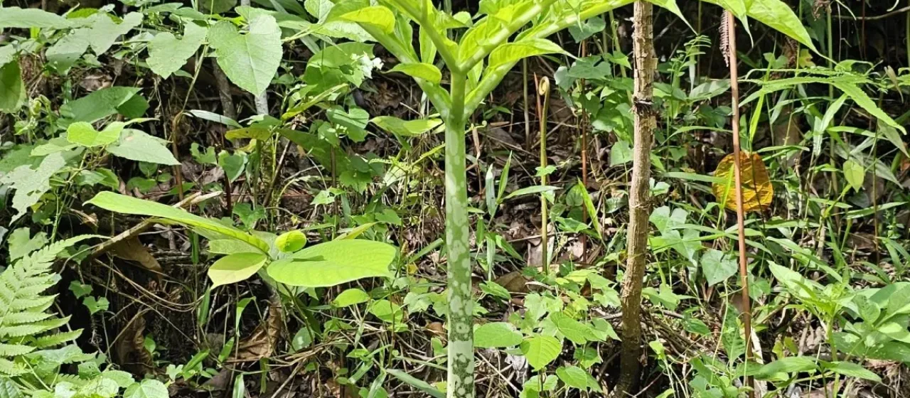 Elephant foot yam