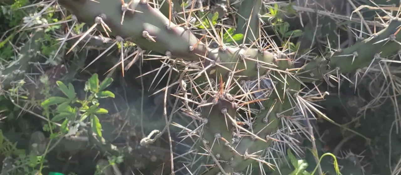 Opuntia aurantiaca