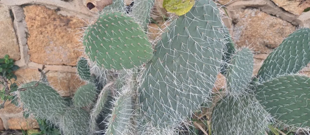 Aaron's-beard prickly-pear