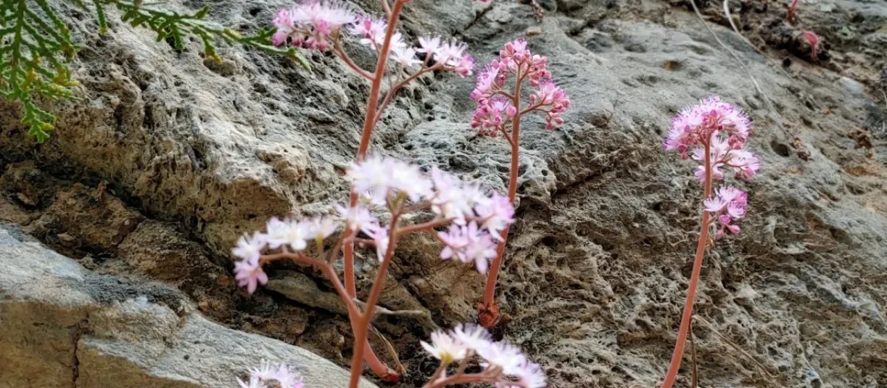 Oresitrophe Bunge