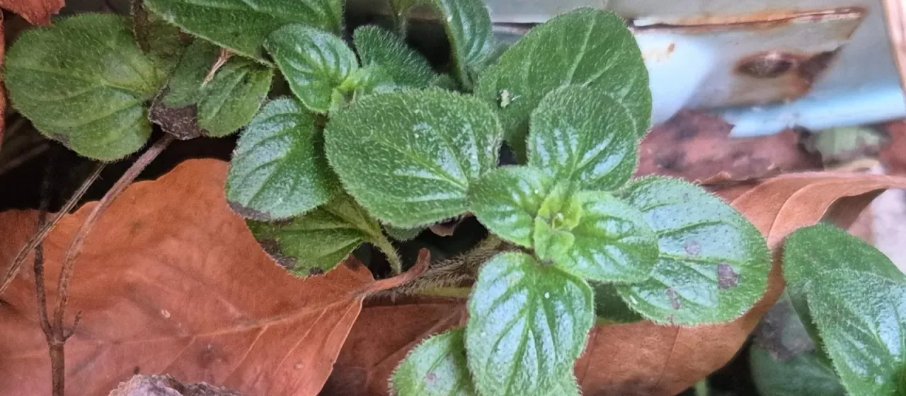 Oregano