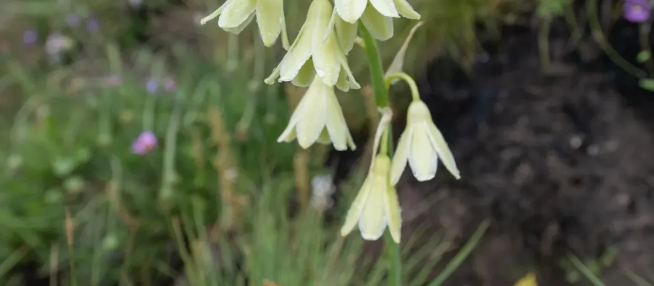 Melomphis