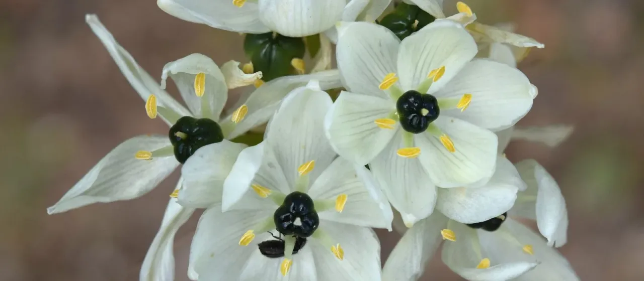 Arabian starflower