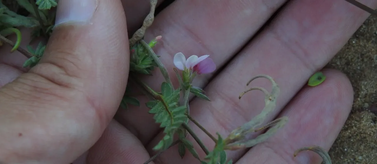 Serradella