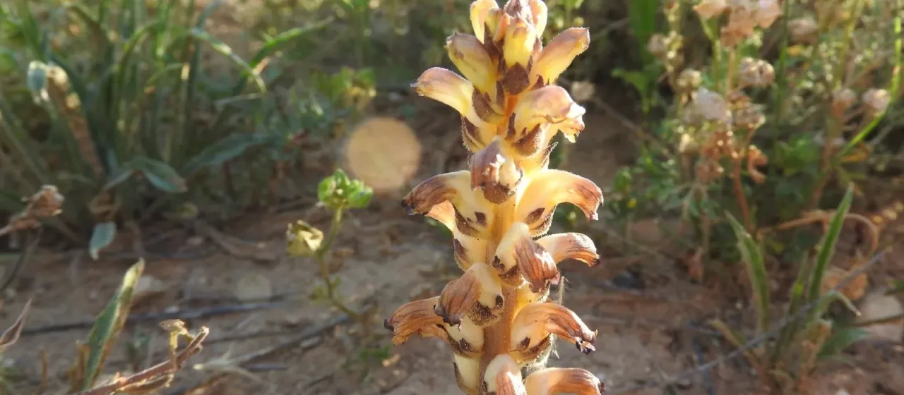Nodding broomrape