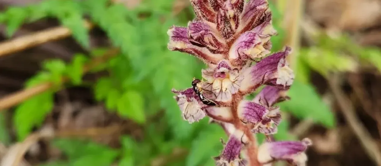 Common broomrape