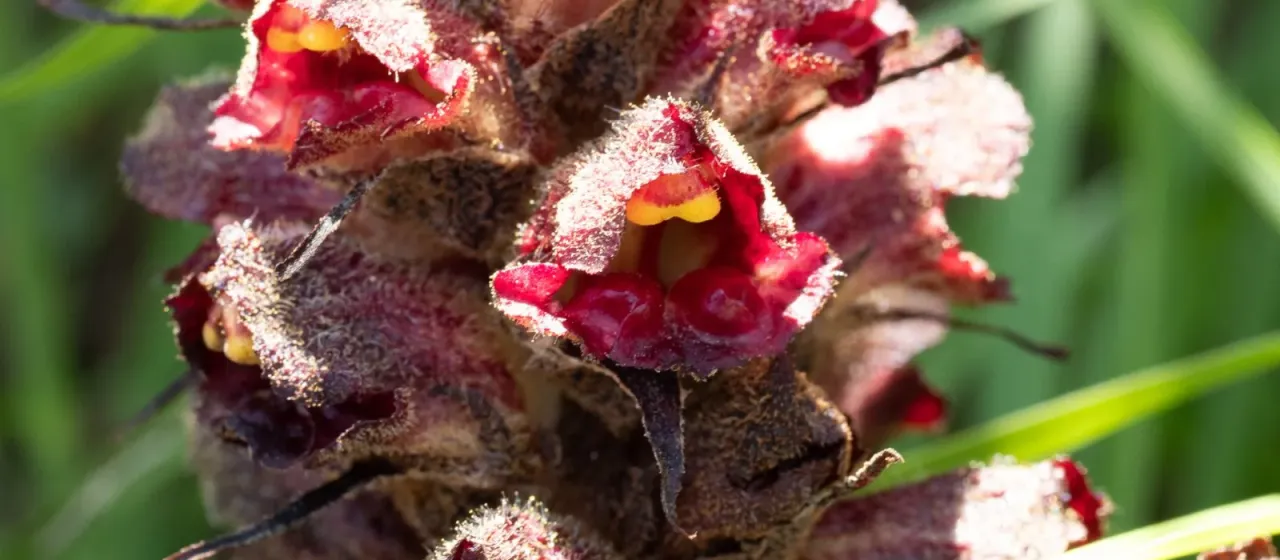 Variegated broomrape