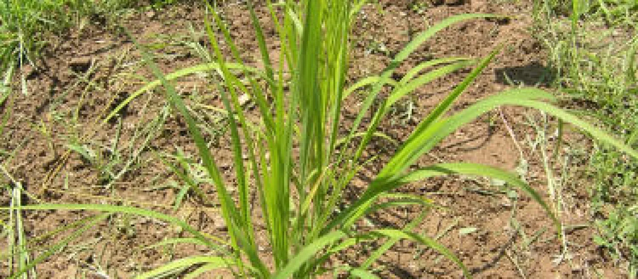 Pointed rice