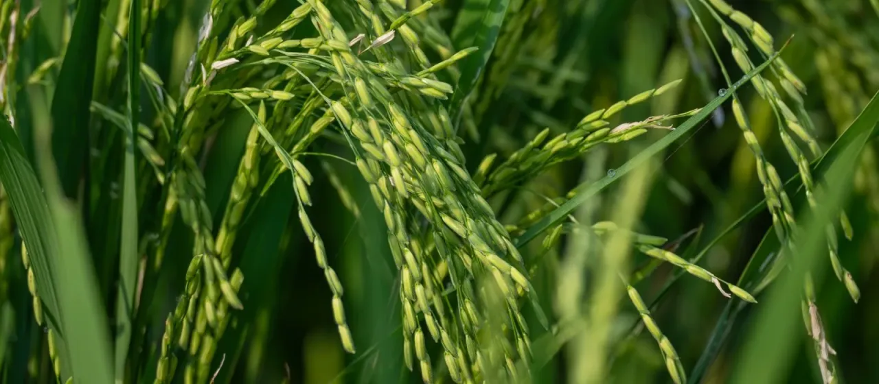 Rice