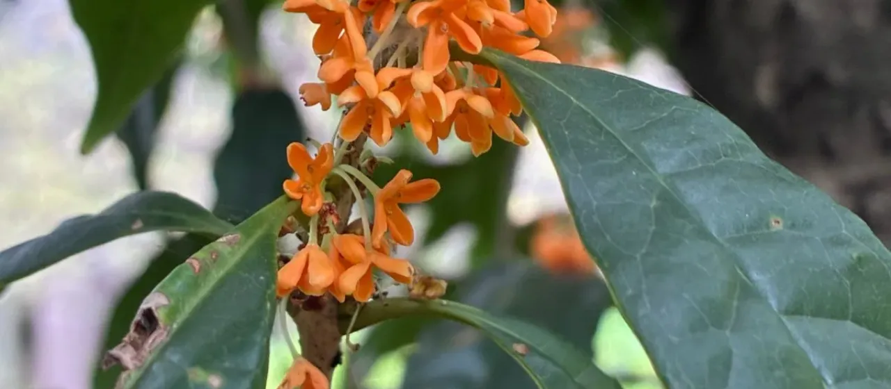 Orange osmanthus