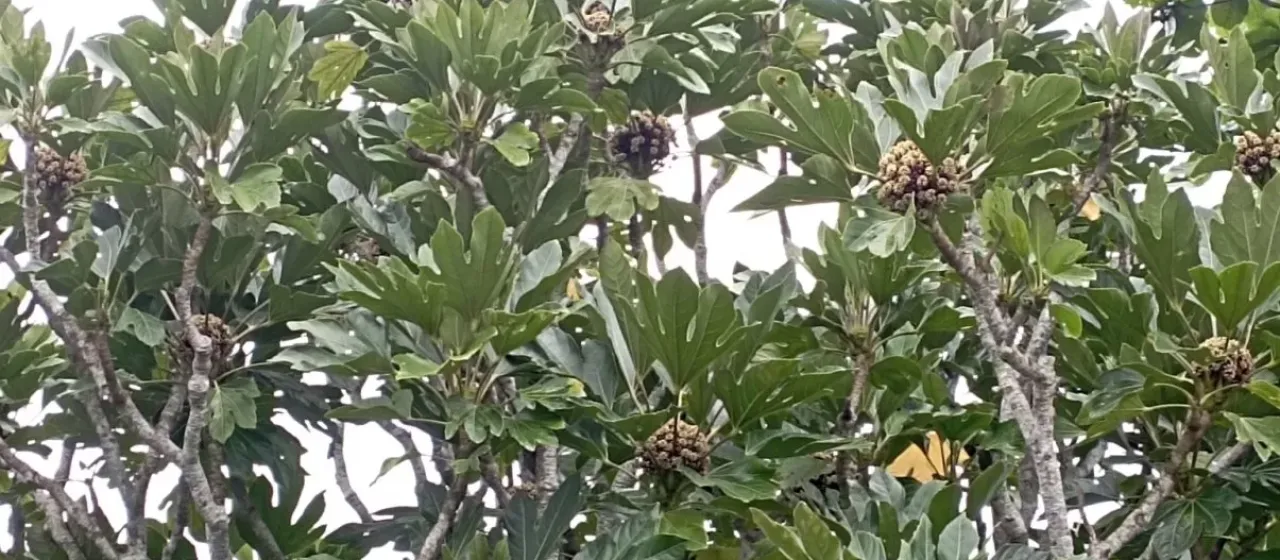 Osmoxylon