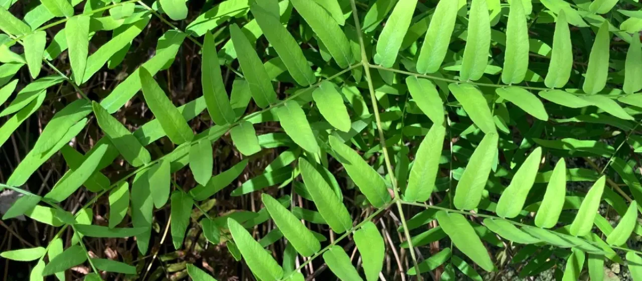 Osmunda L.