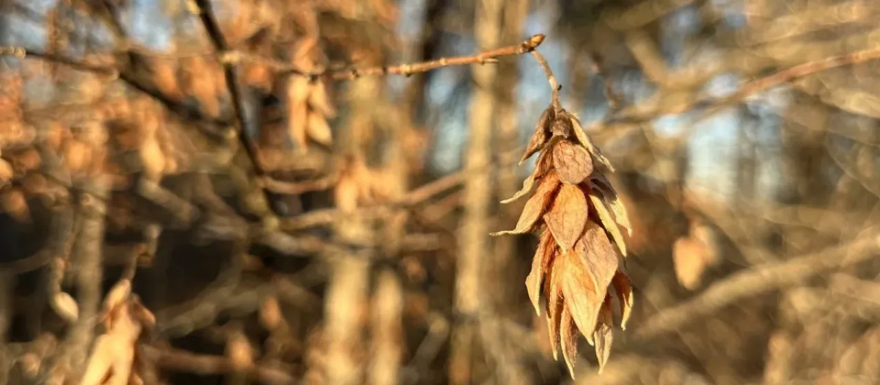American hophornbeam