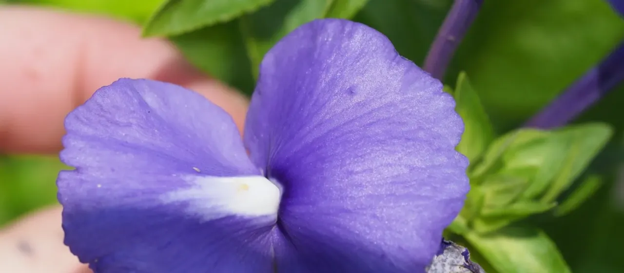 Matourea azurea