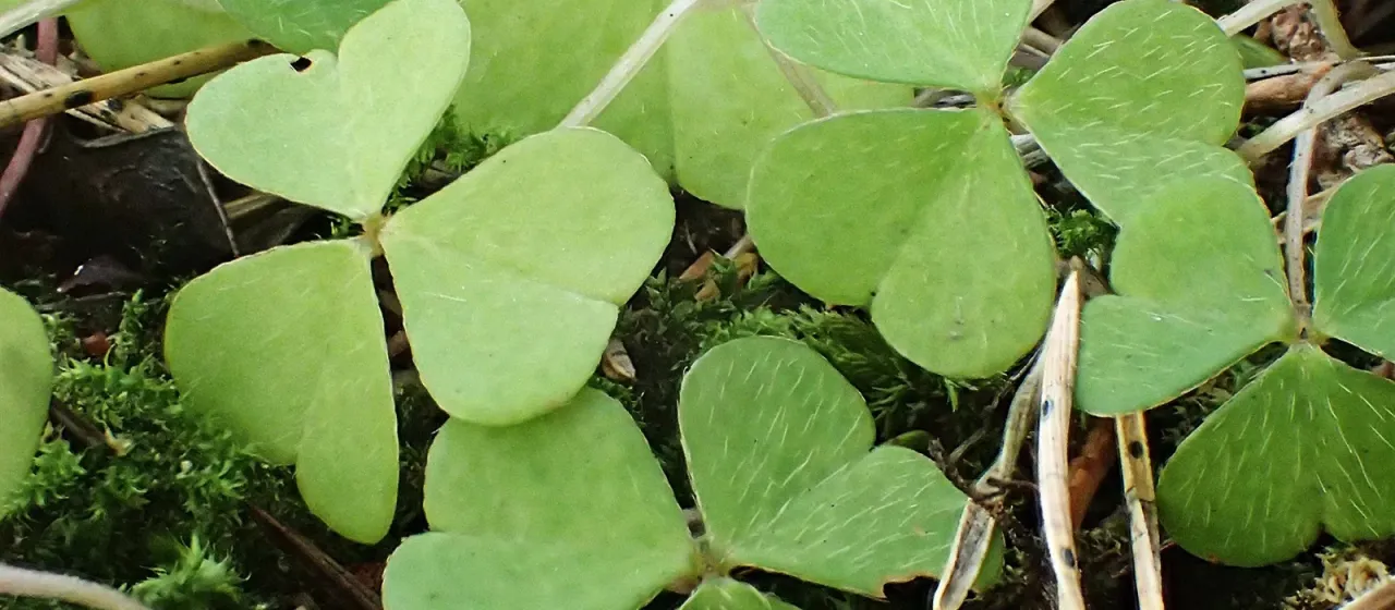 Wood sorrel