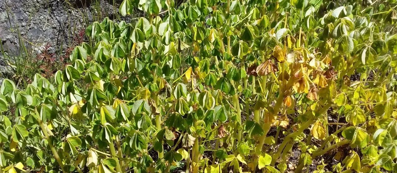 Oca