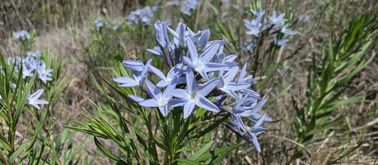 Fringed bluestar