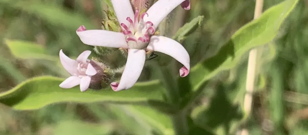 Oxypetalum solanoides